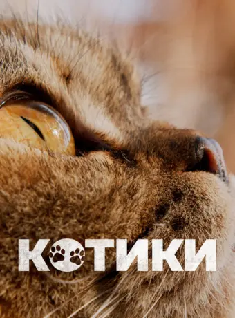 Котики 2022