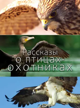 Рассказы о птицах-охотниках 2011