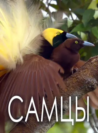 Самцы (2019)