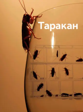 Таракан 2010