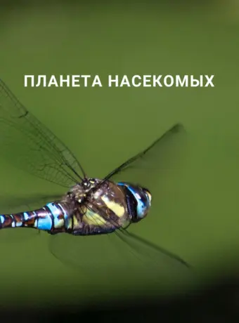 Планета насекомых 2022